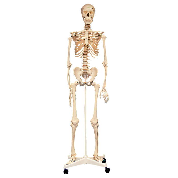 Edu-Toys - Skeleton with Stand - 160 cm - 8pcs
