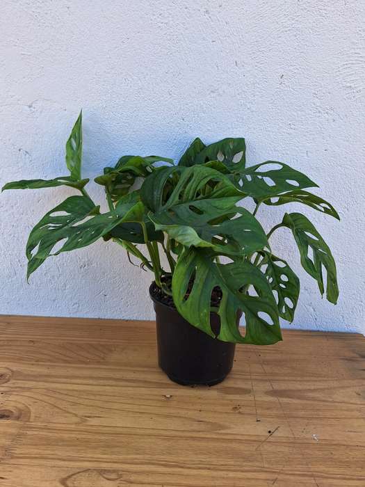 Mini Swiss Cheese Plant 'Monstera Adansonii'