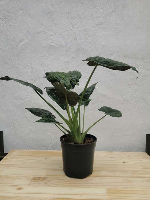 Elephant ear 'Alocasia rubra'