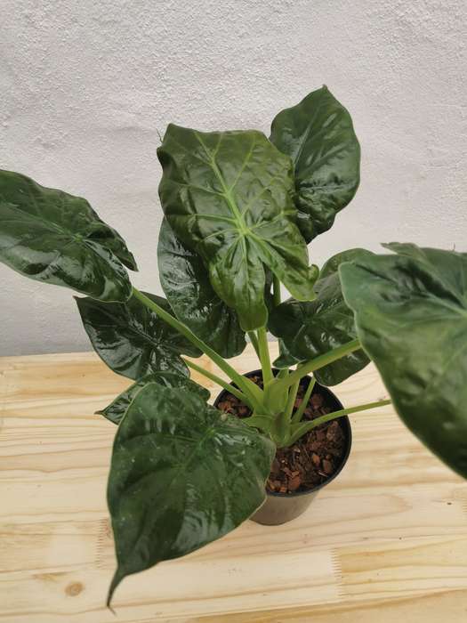 Elephant ear 'Alocasia rubra'