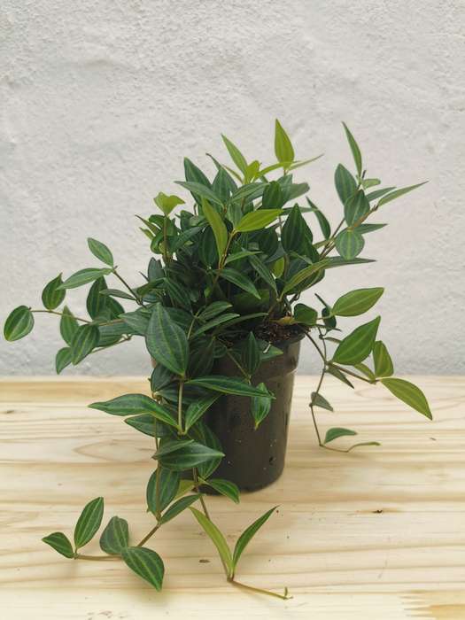 Beetle Peperomia 'Peperomia quadrangularis'