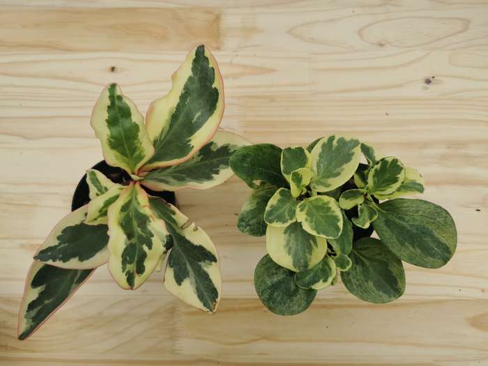 Baby Rubber Plant