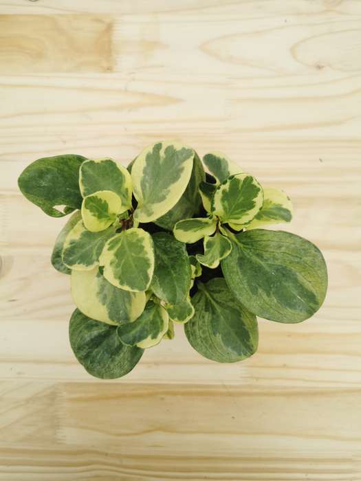 Baby Rubber Plant