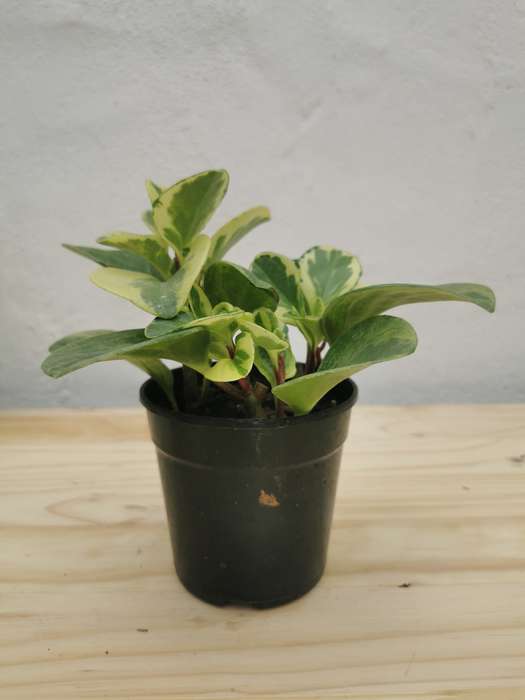 Baby Rubber Plant