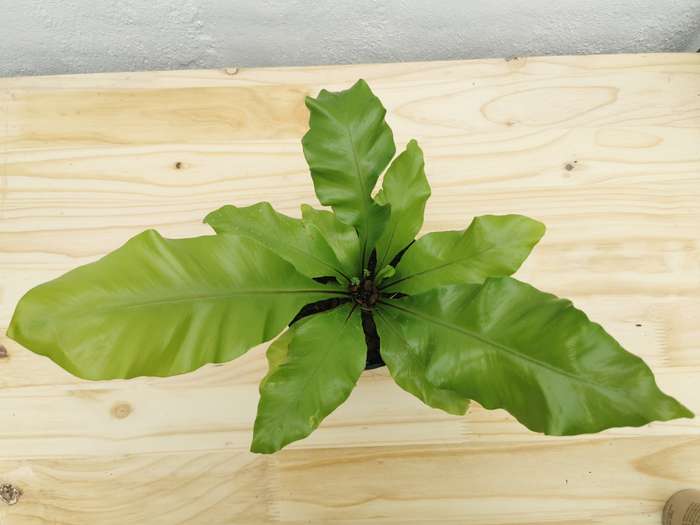 Birds Nest Fern (Asplenium nidus)