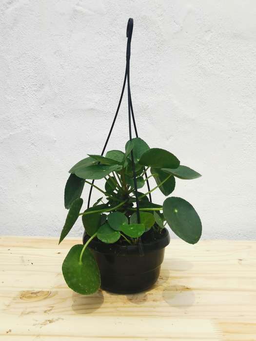 Chinese Money Plant