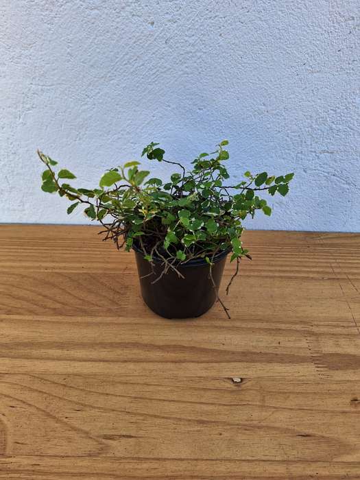 Creeping fig (Ficus pumila) in 12cm Nursery Pots