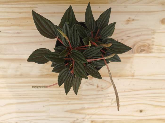 Emerald Ripple Peperomia (Peperomia Caperata)