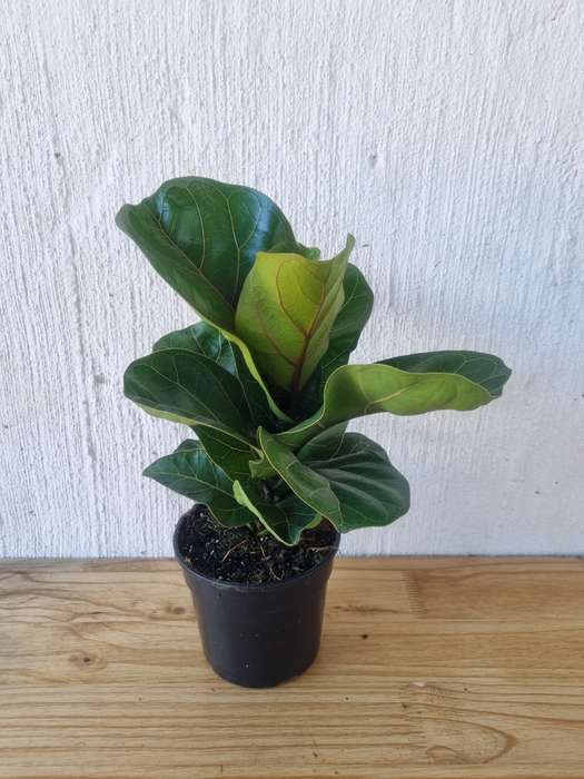 Dwarf Fiddle Leaf Fig (Ficus Lyrata Bambino) in 14cm Nursery Pot