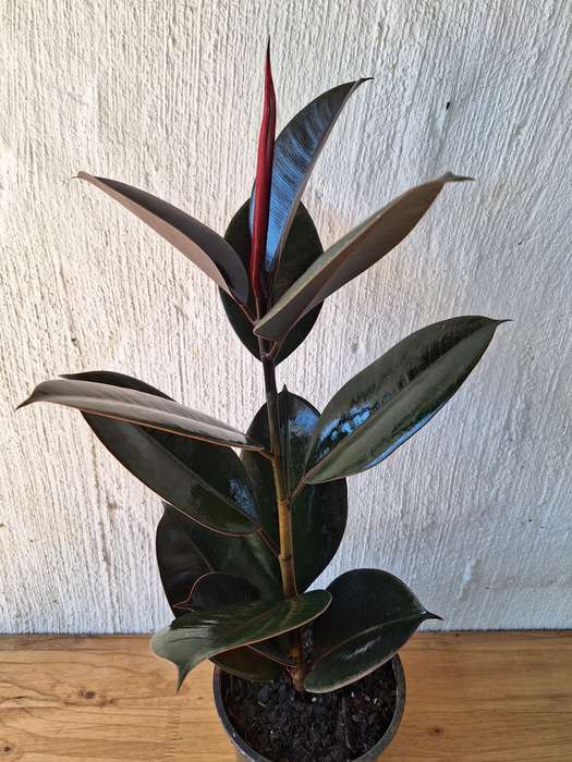 Rubber Tree (Ficus Elastica 'Abidjan') Burgundy |Indoor Plan| 15 - 23 cm Nursery Pots