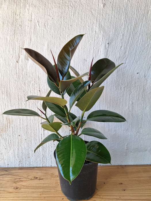 Rubber Tree 'Ficus Elastica Robusta'