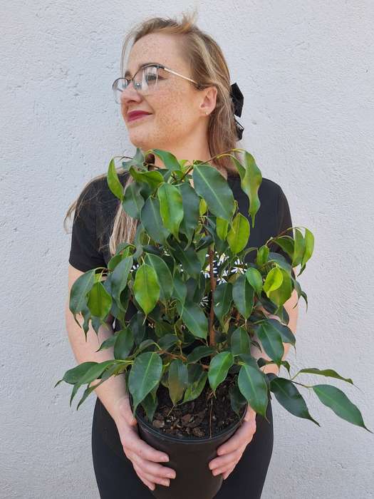 Variegated Weeping Fig 'Ficus Benjamina Profit'