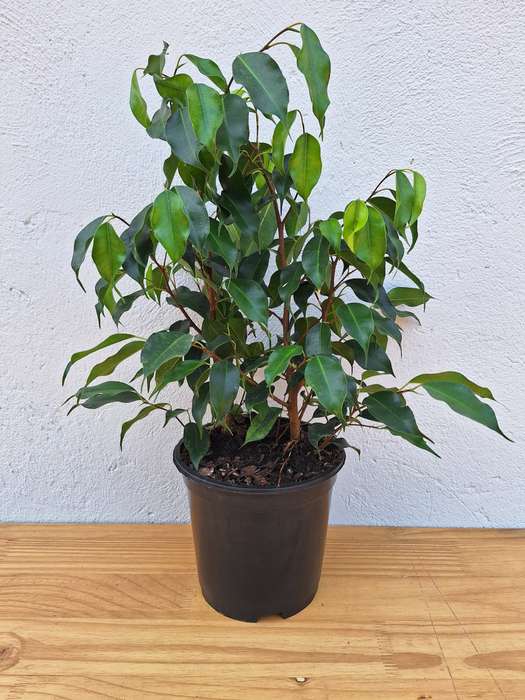 Variegated Weeping Fig 'Ficus Benjamina Profit'