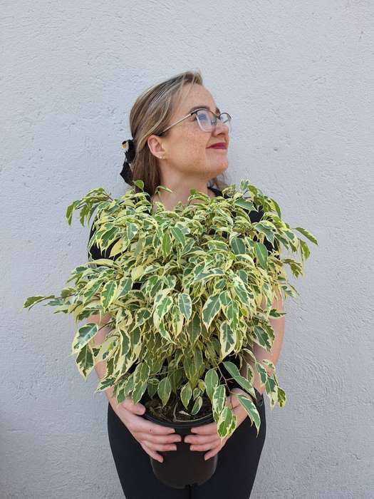 Variegated Weeping Fig (Ficus Benjamina 'Profit') in 19cm Nursery Pot