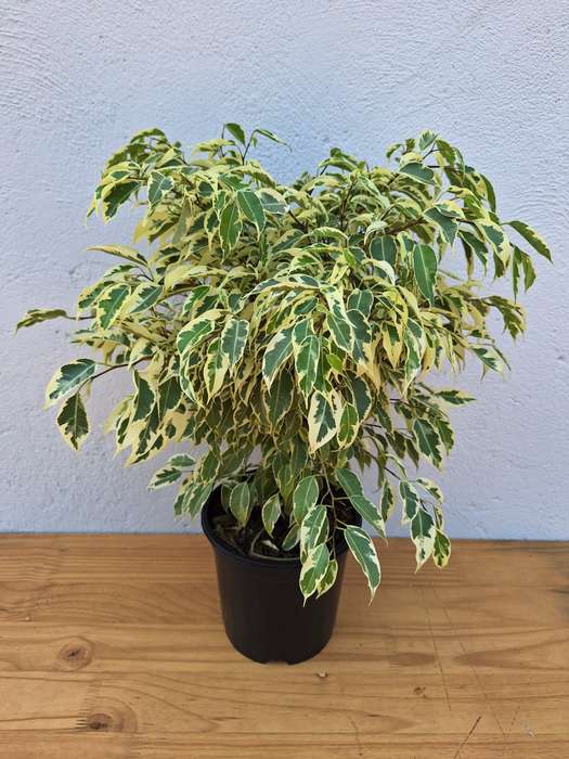 Variegated Weeping Fig (Ficus Benjamina 'Profit') in 19cm Nursery Pot