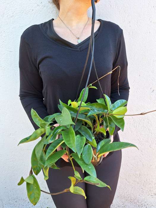 Green Hoya (Hoya Carnosa)