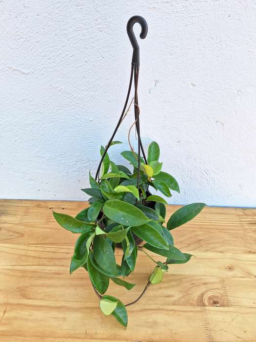 Green Hoya (Hoya Carnosa)