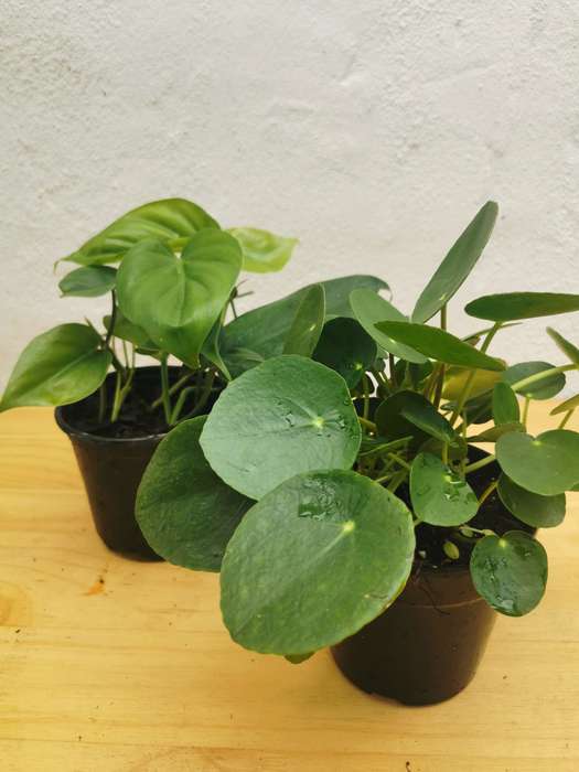 Combo - Heartleaf Philodendron & Chinese Money Plant