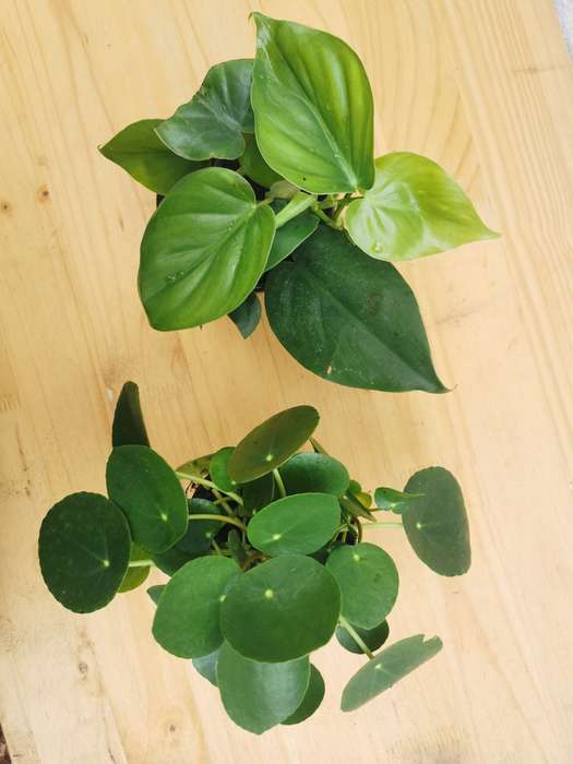 Combo - Heartleaf Philodendron & Chinese Money Plant