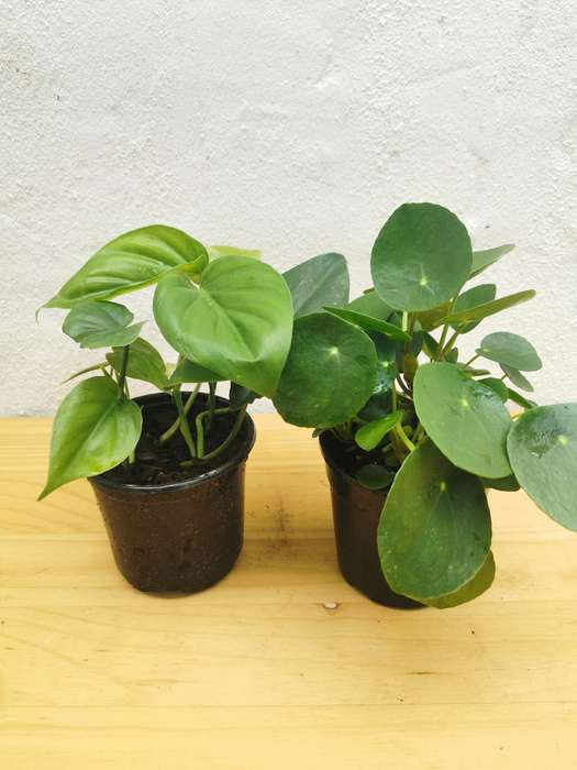 Combo - Heartleaf Philodendron & Chinese Money Plant