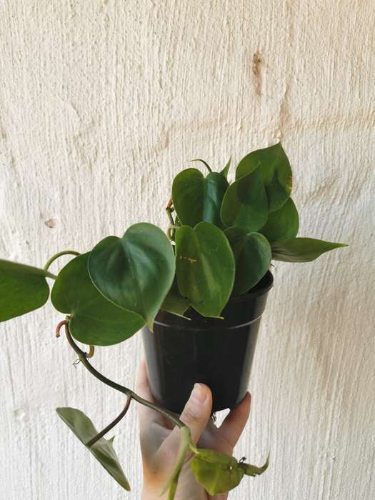 Cascading Classics Combo (Heartleaf philodendron, Philodendron brazil, Golden Ivy Pothos, Green H...