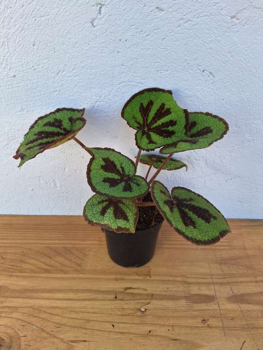 Iron Cross Begonia (Begonia Masoniana)