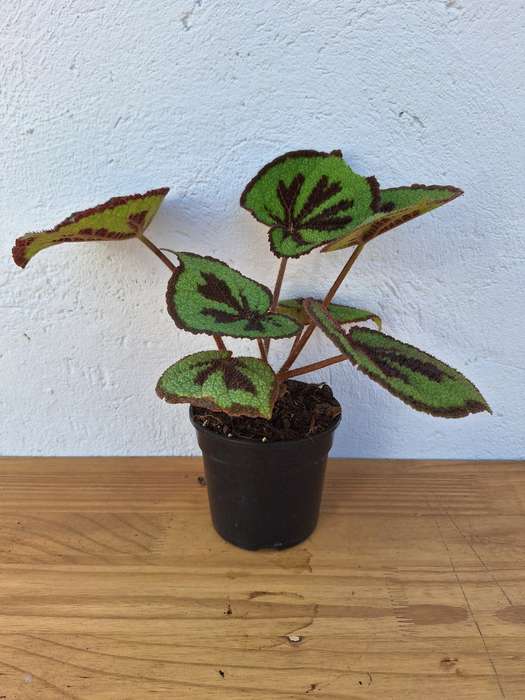 Iron Cross Begonia (Begonia Masoniana)