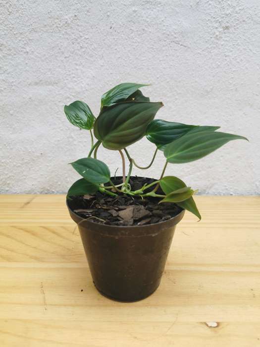 Philodendron 'Micans'