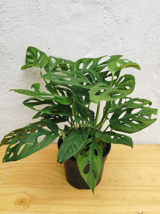 Mini Swiss Cheese Plant 'Monstera Adansonii'