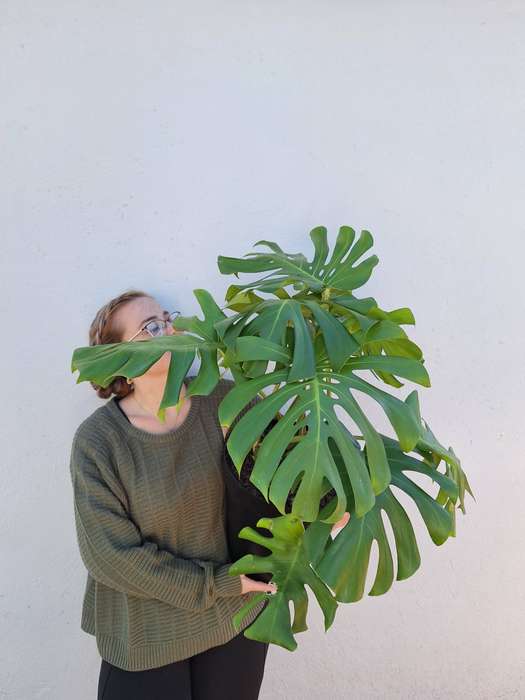 Monstera Deliciosa (Swiss Cheese Plant)