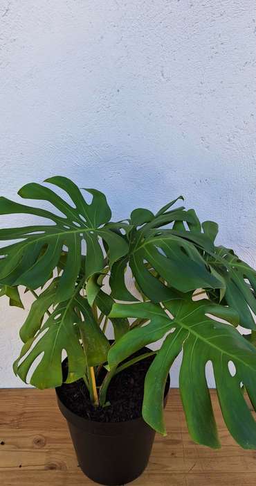 Monstera Deliciosa (Swiss Cheese Plant)