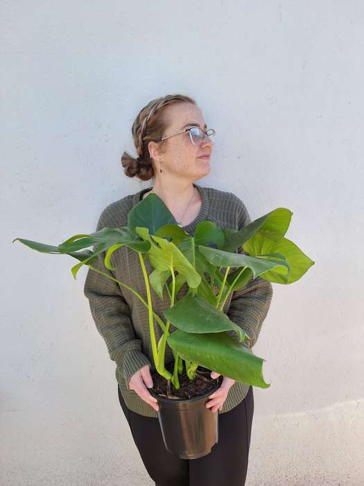 Monstera Deliciosa (Swiss Cheese Plant)