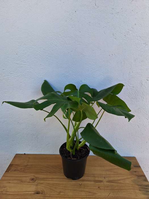 Monstera Deliciosa (Swiss Cheese Plant)