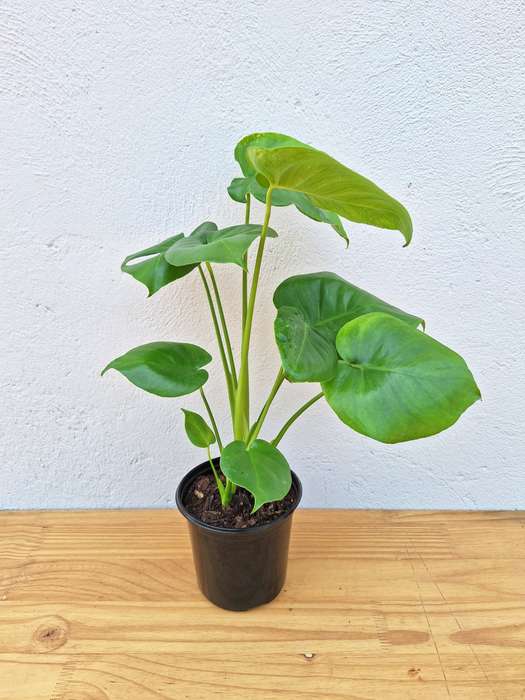Monstera Deliciosa (Swiss Cheese Plant)