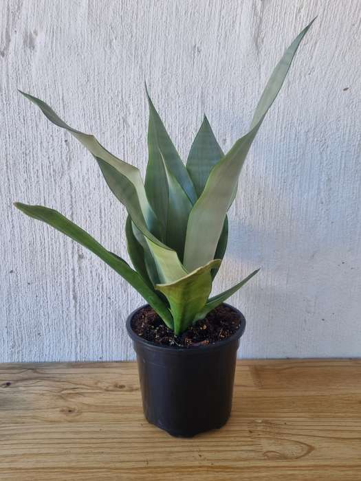 Moonshine Snake plant (Sansevieria moonshine)