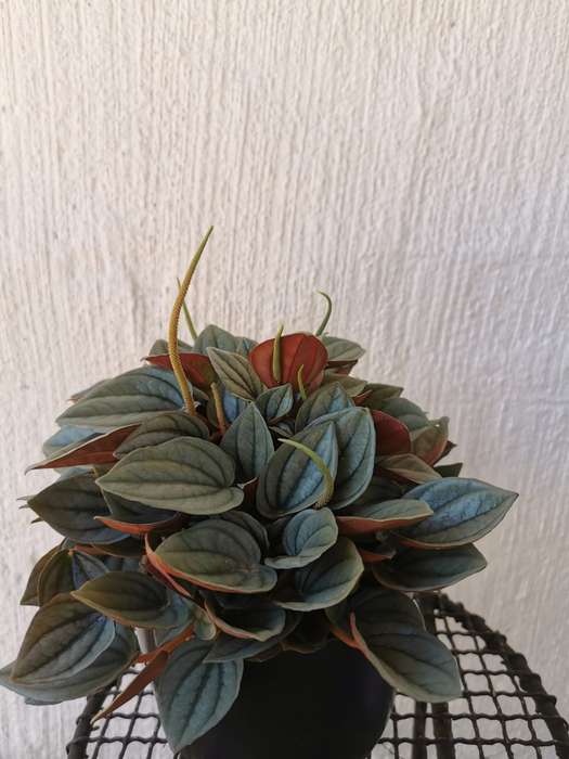 Peperomia Napoli Nights in 12cm Nursery Pot