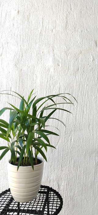 Bamboo Palm (Dypsis lutescens)