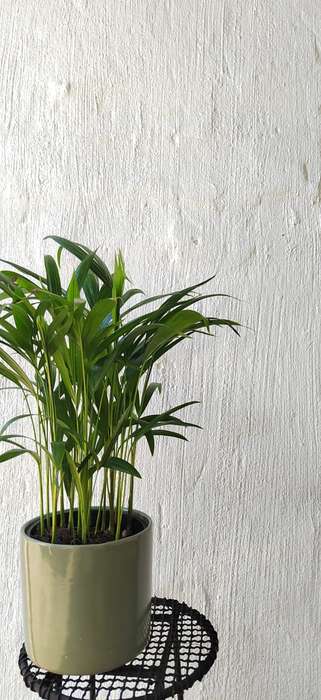 Bamboo Palm (Dypsis lutescens)