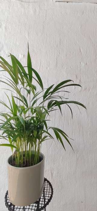 Bamboo Palm (Dypsis lutescens)