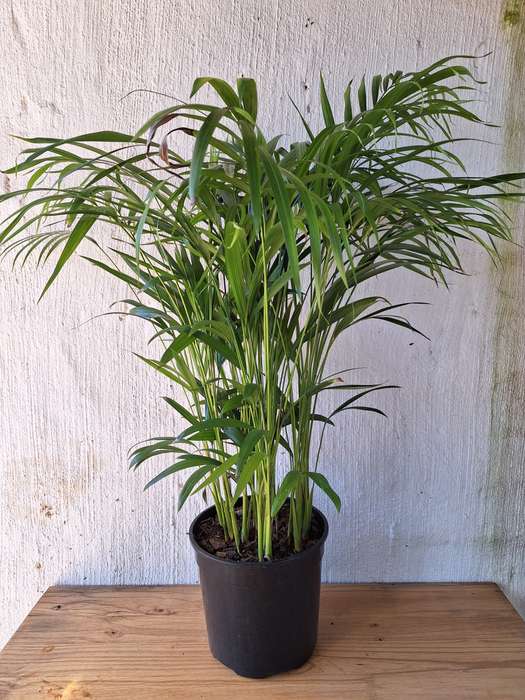 Bamboo Palm (Dypsis lutescens)