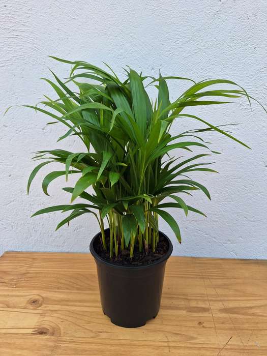 Bamboo Palm (Dypsis lutescens)