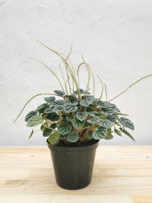 Emerald Ripple Peperomia (Peperomia Caperata)