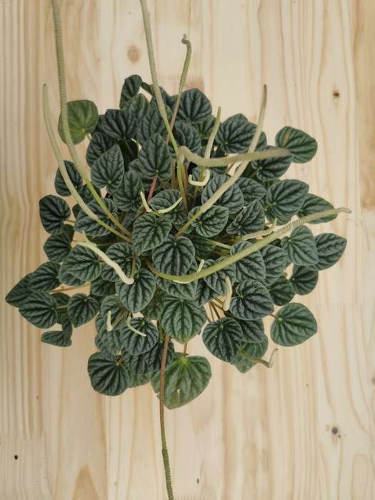 Emerald Ripple Peperomia (Peperomia Caperata)