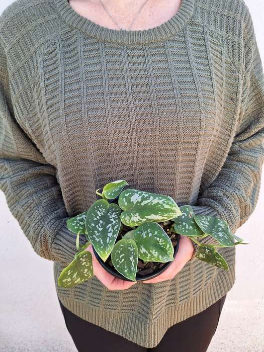 Satin Pothos (Scindapsus pictus 'argyraeus')