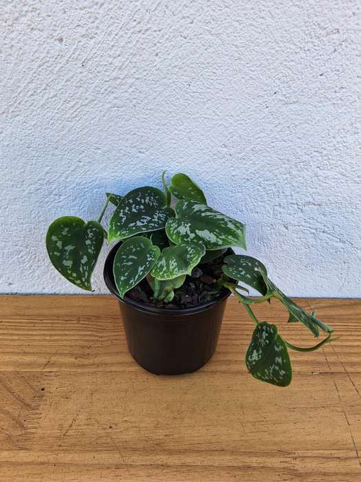 Satin Pothos (Scindapsus pictus 'argyraeus')