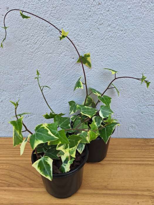 Variegated Ivy (Senecio macroglossus Variegatus)