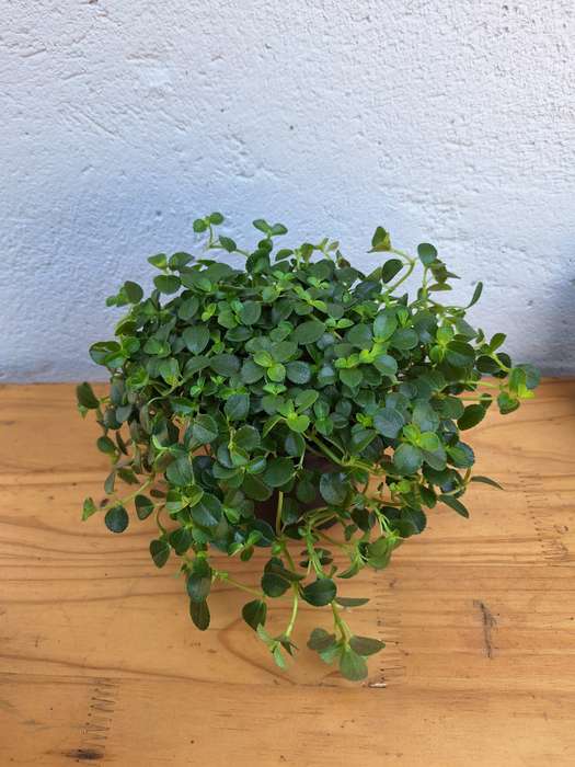 Baby Tears (Pilea Depressa) 12cm Nursery Pot
