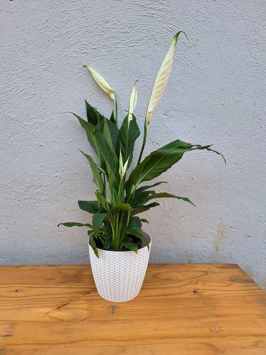 Peace Lily 'Spathiphyllum spp.'