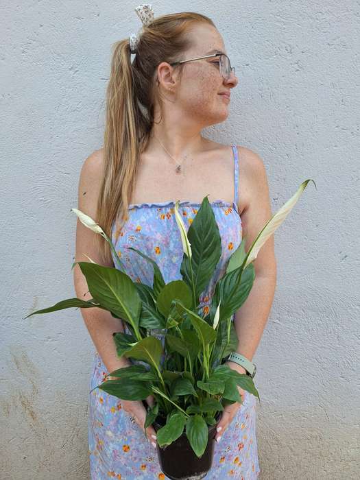 Peace Lily 'Spathiphyllum spp.'
