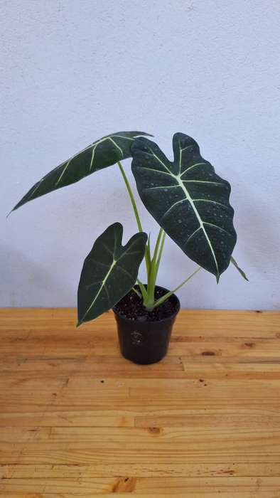 Beautiful Alocasia Freddy 'Alocasia Frydek'